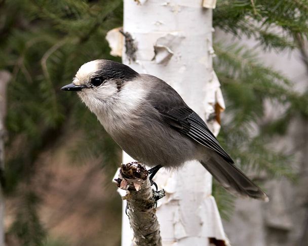 Grey Jay close-up profile view on a birch branch with a blur background in its environment and habitat displaying fluffy grey feather plumage wings and tail. - Fotoğraf, Görsel