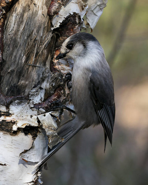Γκρι Jay γκρο πλαν προβολή προφίλ σε ένα κορμό δέντρο σημύδας με θολό φόντο στο περιβάλλον και το περιβάλλον του, εμφανίζοντας γκρίζα φτερά φτέρωμα φτερό και ουρά. - Φωτογραφία, εικόνα