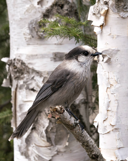 Vista del perfil de cerca de Grey Jay en una rama de abedul con un fondo borroso en su entorno y hábitat, mostrando alas de plumaje de plumaje gris y cola. - Foto, imagen