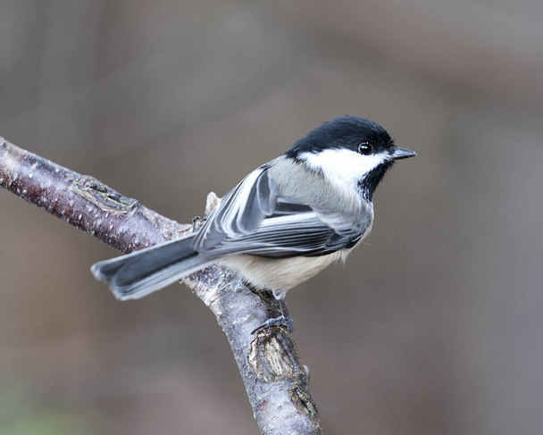 Chickadee close-up profile view on a tree branch with a blur background in its environment and habitat, displaying grey feather plumage wings and tail, black cap head. Image. Picture. Portrait. - 写真・画像