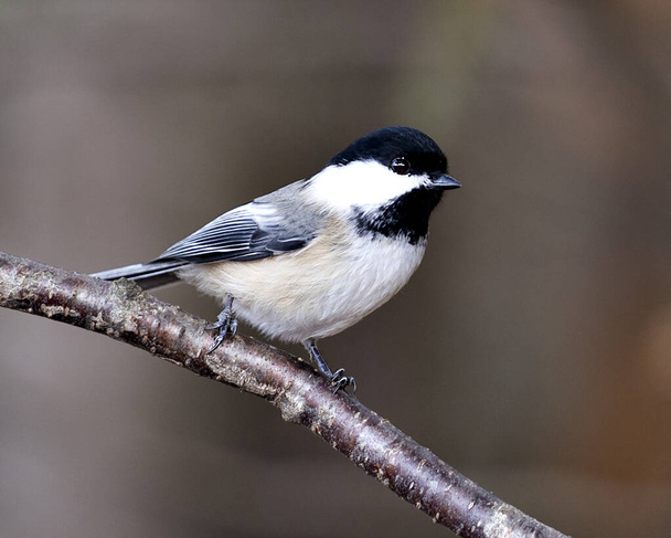 Chickadee close-up profile view on a tree branch with a blur background in its environment and habitat, displaying grey feather plumage wings and tail, black cap head. Image. Picture. Portrait. - Foto, imagen