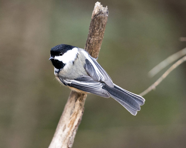 Chickadee close-up profile view on a tree branch with a blur background in its environment and habitat, displaying grey feather plumage wings and tail, black cap head. Image. Picture. Portrait. - Foto, afbeelding