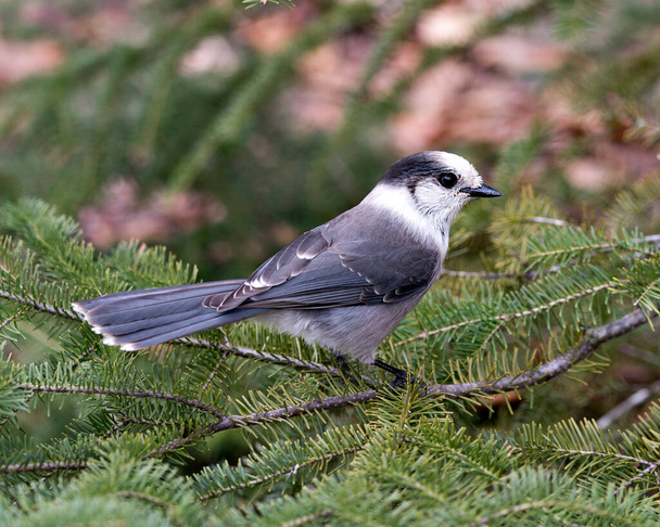 Gray Jay close-up profile view perched on a fir tree branch in its environment and habitat, displaying grey feather plumage and bird tail. Christmas picture ornament. - Photo, image