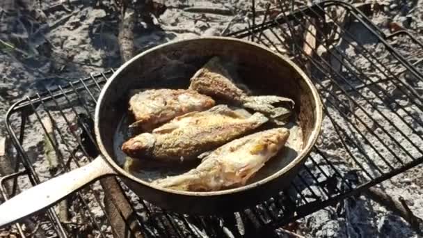 魚はフライパンで揚げて閉じる。新鮮な魚を調理するキャッチ。釣りに成功。火の上で揚げたおいしい魚料理。火で調理された揚げ魚から料理。自然の中で快適な休息 - 映像、動画