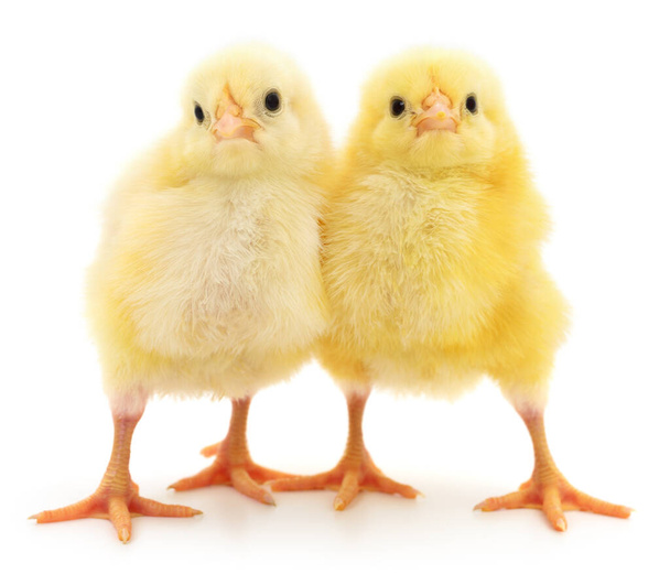 Two yellow chickens isolated on white background. - Valokuva, kuva