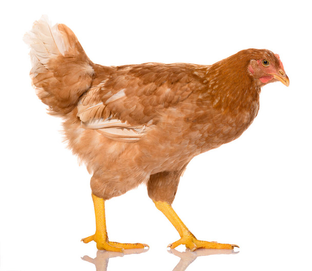 jedno hnědé kráčející kuře izolované na bílém pozadí, studio natáčení - Fotografie, Obrázek