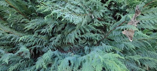 Close-up of a Thuja Occidentalis plant. High quality photo - Photo, Image