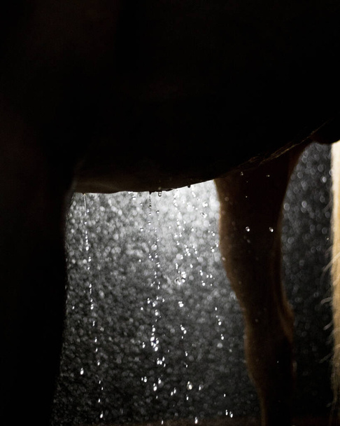Cremello de banho Akhal Teke stalion. Close-up de pele, partes do corpo, gotas de água, silhueta natural. - Foto, Imagem