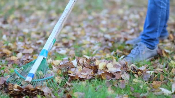 Gereblye lehullott levelekkel ősszel. Kertészkedés őszi szezonban. Gyepet takarítok a levelekről. Őszi munka a kertben. Közelről. Lassított felvétel - Felvétel, videó
