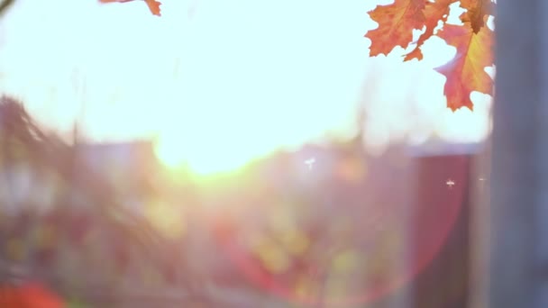 Ramo de carvalho com folhas de laranja na floresta no outono. Natureza fundo estação fria. vista de perto. Filmagem em câmara lenta. Filmado vídeo. - Filmagem, Vídeo