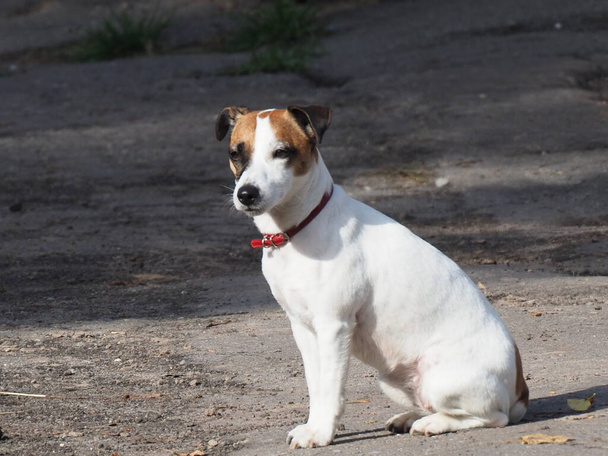 Kafasında siyah noktalar olan kırmızı yakalı beyaz bir köpeğin portresi. - Fotoğraf, Görsel