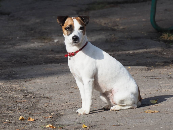 頭に赤い襟と暗い斑点のある白い犬の肖像画 - 写真・画像