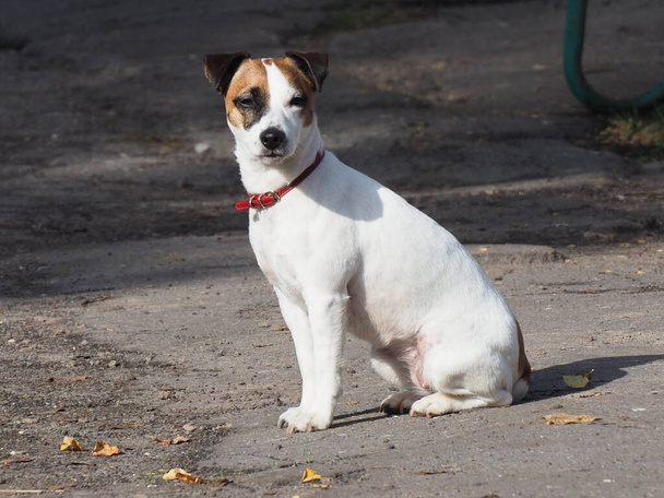 muotokuva valkoisesta koirasta, jolla on punainen kaulus ja tummat täplät päässään - Valokuva, kuva