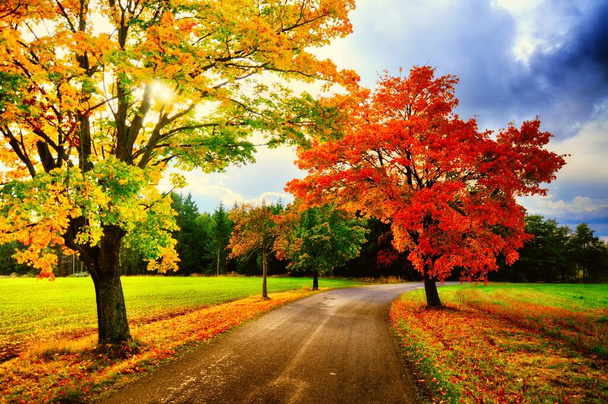 秋/秋の日光でアスファルトの道路に沿って色の葉を持つカエデの木。田舎の風景、日光、曇りの空.  - 写真・画像
