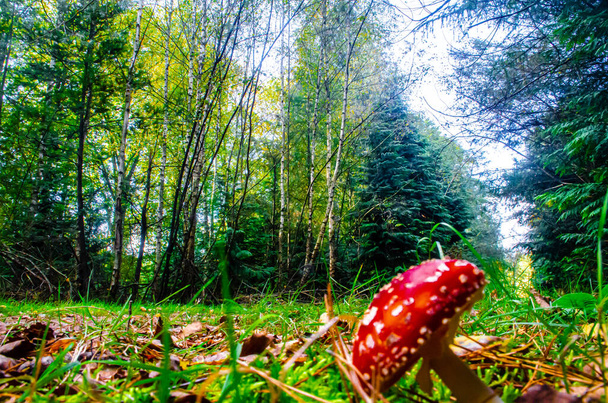 Fly agaric Mashroom standing between the trees of Autumn - Foto, Imagen