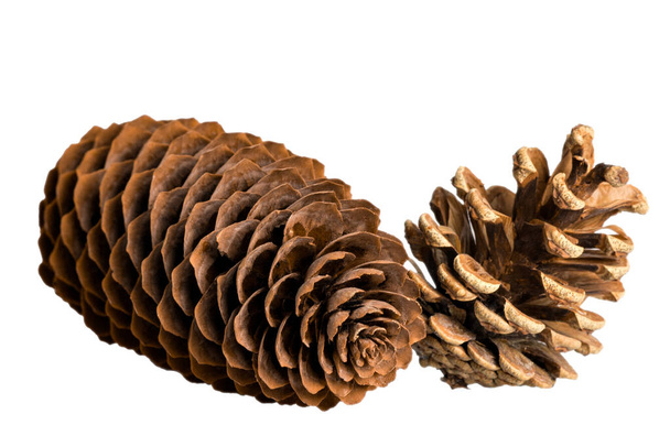 cones de pinheiro isolado em fundo branco, assunto sobre fundo branco, paisagem para férias de inverno - Foto, Imagem