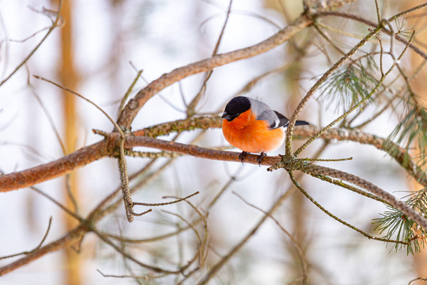 The bullfinch songbird sits on a pine branch in the winter forest. Pyrrhula pyrrhula. Bird watching in the wild. - Fotó, kép