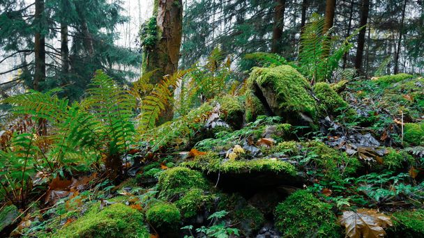 Bos varens, mos en stenen in een weelderig bos in Jeseniky bergen in de herfst / herfst, Oost-Europa, Moravië.  - Foto, afbeelding