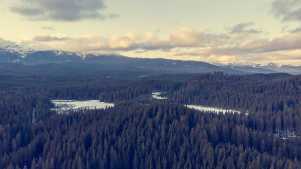 Вид с воздуха на зимний сосновый лес и луга. - Фото, изображение