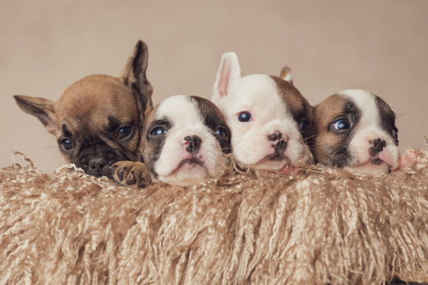 rivi neljä kallisarvoista ranskalainen bulldog pennut lepää ja poseeraa pörröinen puinen laatikko - Valokuva, kuva