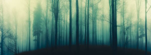 Creepy beech trees forest in Jeseniky mountains at autumn. Gloomy hilly foggy landscape, tree trunks. Jeseniky mountains, Eastern Europe, Moravia.  - Photo, Image