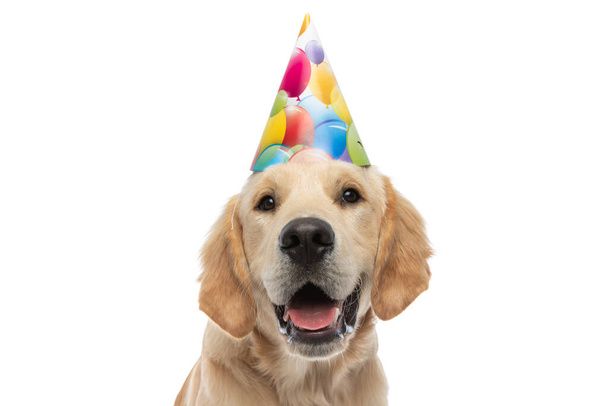 close up on a beautiful golden retriever dog wearing a birthday hat and sticking out his tongue against white background - Foto, Imagen