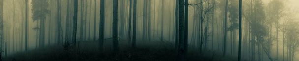 Жуткие буковые леса в Есениках осенью. Мрачный холмистый туманный пейзаж, стволы деревьев. Есеники, Восточная Европа, Моравия.  - Фото, изображение