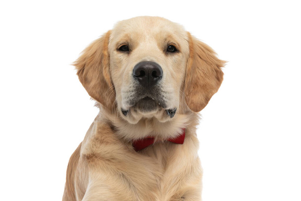 portrait of a cute golden retriever dog looking at the camera and wearing a red bowtie on white background - Photo, Image
