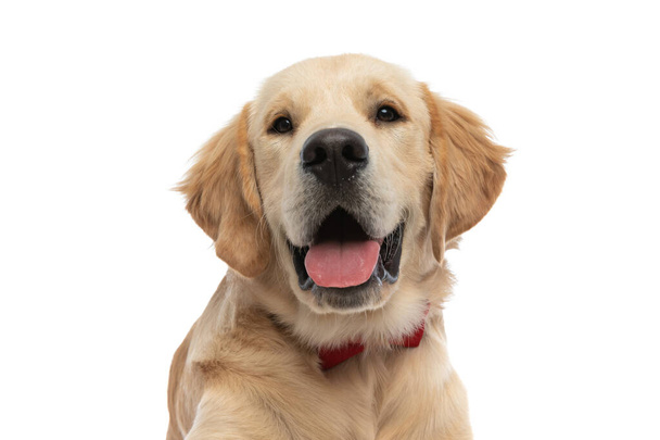 portré egy aranyos golden retriever kutya kinyújtja a nyelvét, és boldog érzés, visel egy piros csokornyakkendő - Fotó, kép