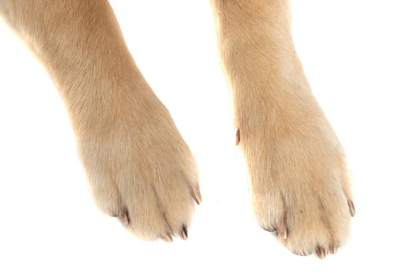 dos patas de un perro golden retriever siendo fotografiado sobre fondo blanco del estudio - Foto, imagen