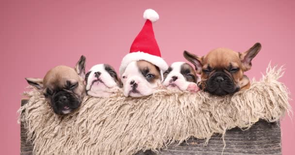 サンタクロースの帽子をかぶった5人の愛らしいフランスのブルドッグ子犬の家族と一緒に毛皮の木の箱でクリスマスを祝う - 映像、動画