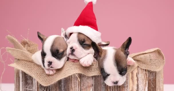 encantadora familia de pequeños cachorros bulldog franceses llenando una vieja caja de madera vintage, celebrando la Navidad juntos, descansando y durmiendo en el interior - Metraje, vídeo