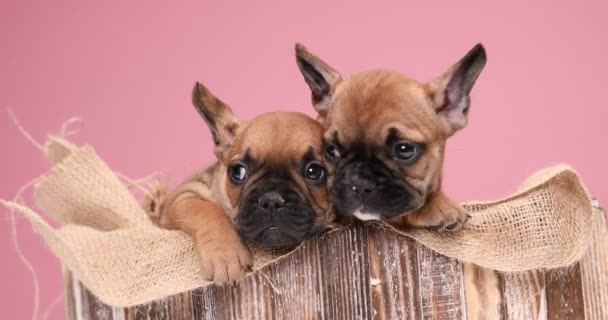 twee schattige bruine Franse bulldog honden vullen een jute zak in een houten doos schudden, kijken naar opzij en steken tong - Video