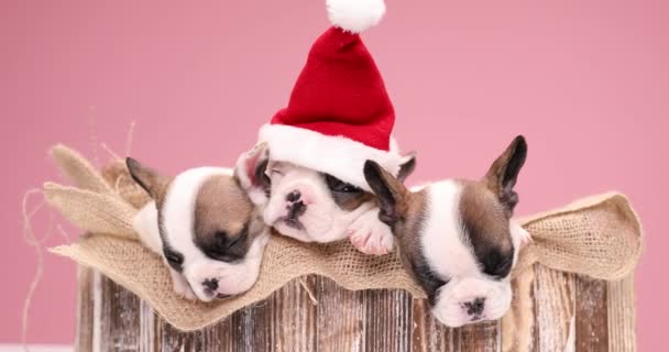 一緒にクリスマスを祝う3人の美しい子犬でいっぱいの木製の箱を覆うバラップポーチ、休息と睡眠 - 映像、動画