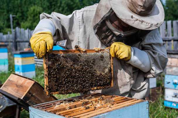 Μακρο-φωτογραφίες μελισσών μέσα σε κηρήθρες. Τα χέρια του μελισσοκόμου βγάζουν ένα κομμάτι κυψέλης.. - Φωτογραφία, εικόνα
