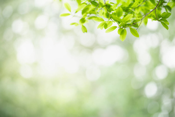 Beautiful nature view green leaf on blurred greenery background under sunlight with bokeh and copy space using as background natural plants landscape, ecology wallpaper concept. - Photo, Image
