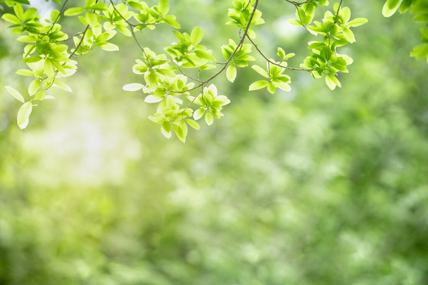 Beautiful nature view green leaf on blurred greenery background under sunlight with bokeh and copy space using as background natural plants landscape, ecology wallpaper concept. - Foto, Imagem