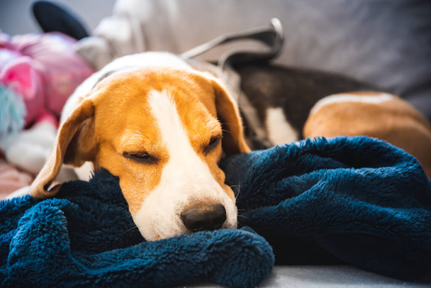 Beagle pies zmęczony po spacerze leżąc na kanapie w jasnym wnętrzu - Zdjęcie, obraz
