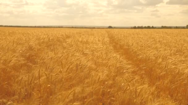 Spikeletten van tarwe met graan schudt wind. Het rijpingsveld van tarwe tegen de lucht. graanoogst rijpt in de zomer. landbouwbedrijfsconcept. milieuvriendelijke tarwe - Video
