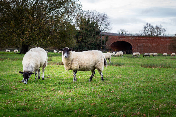 Campo cheio de ovelhas vagueiam e pastam no campo com uma ovelha olhando diretamente para a câmera - Foto, Imagem