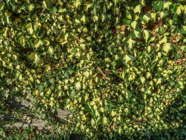 Вечно зеленая и пышная изгородь желто-зеленого плюща - Фото, изображение