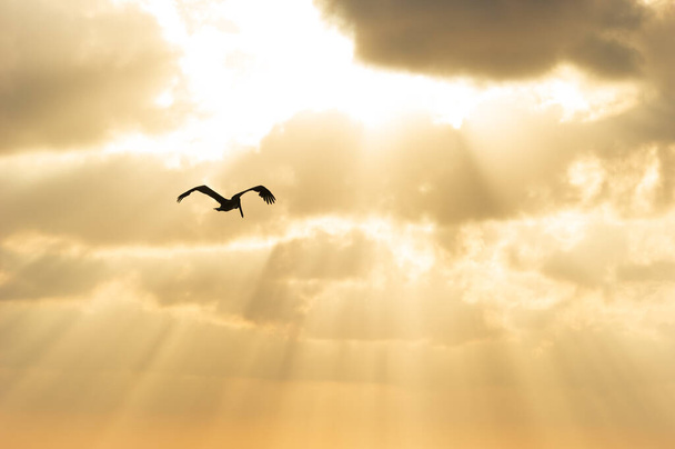 Una silueta de pájaro vuela en un cielo dorado con rayos de sol que caen - Foto, imagen