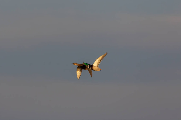The mallards in flight, natural scene from lake Michigan. - Photo, Image