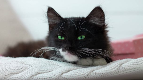 Niedliches schwarzes Kätzchen mit weißer Brust und Pfoten und grünen leuchtenden Augen liegt auf einer weißen Strickdecke mit rosa Geschenkkarton und Schleife - Foto, Bild