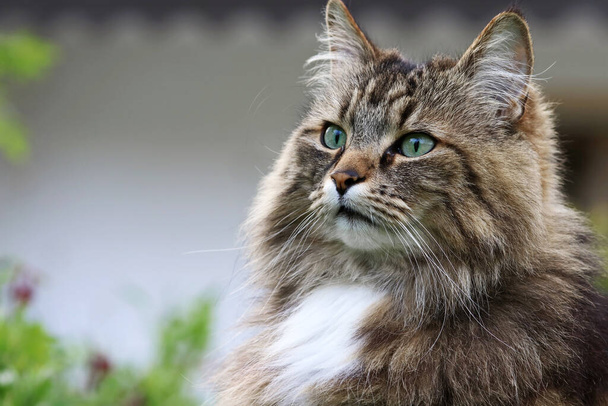 La cara de un gato del bosque noruego bastante curioso en el jardín - Foto, Imagen