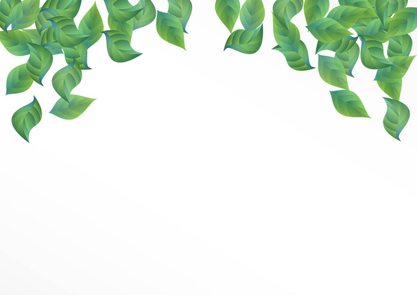 Mint Leaves Flying Vector White Background  - Vetor, Imagem