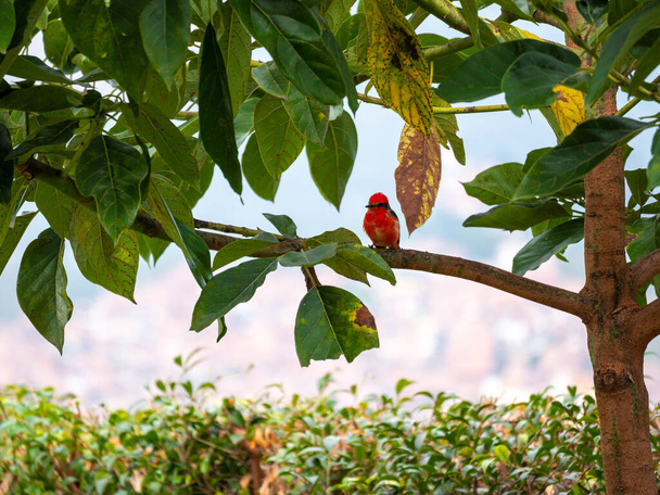 The Vermilion Flycatcher (Pyrocephalus obscurus), un pequeño pájaro rojo paseriforme posando en un árbol - Foto, Imagen