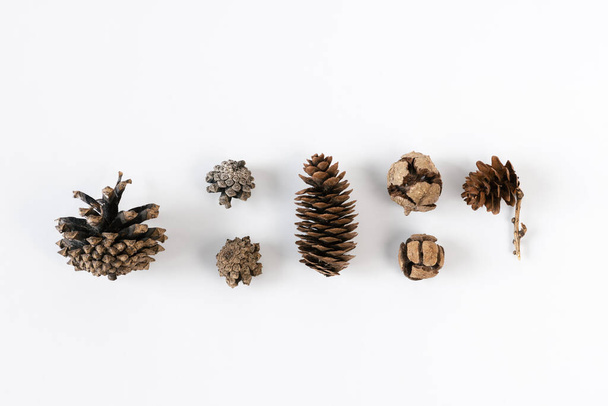 Collection of various cones on a white background. Minimalistic natural background for the winter holidays: Christmas or New Year. Top view, copy space. - Fotoğraf, Görsel