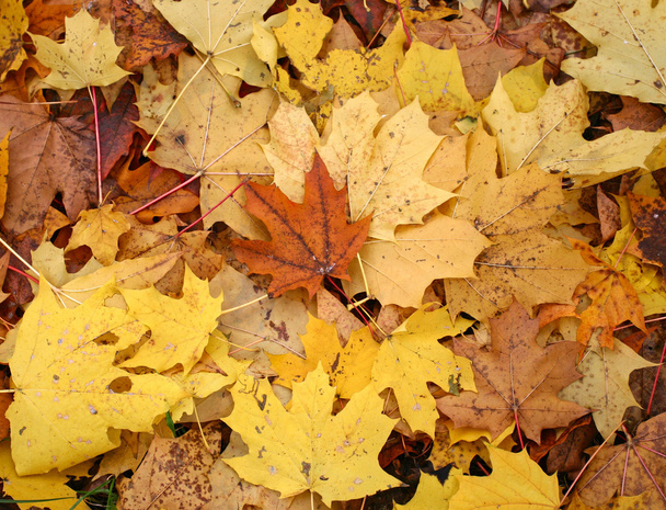 jesień, żółty, złoty i brązowy liść, może być używany jako tło - Zdjęcie, obraz