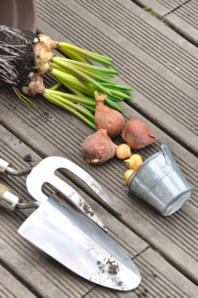 bombillas, cebollas y herramientas en el suelo de la terraza
  - Foto, Imagen